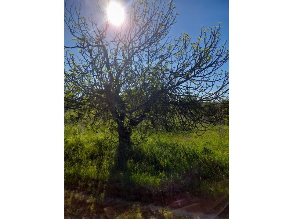 Helårsgrund i Olaia e Paco, Santarem - foto 2