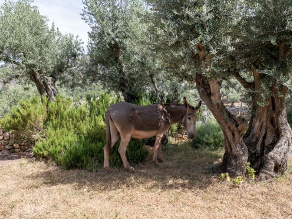 Herregård i Soller, Mallorca - bilde 2