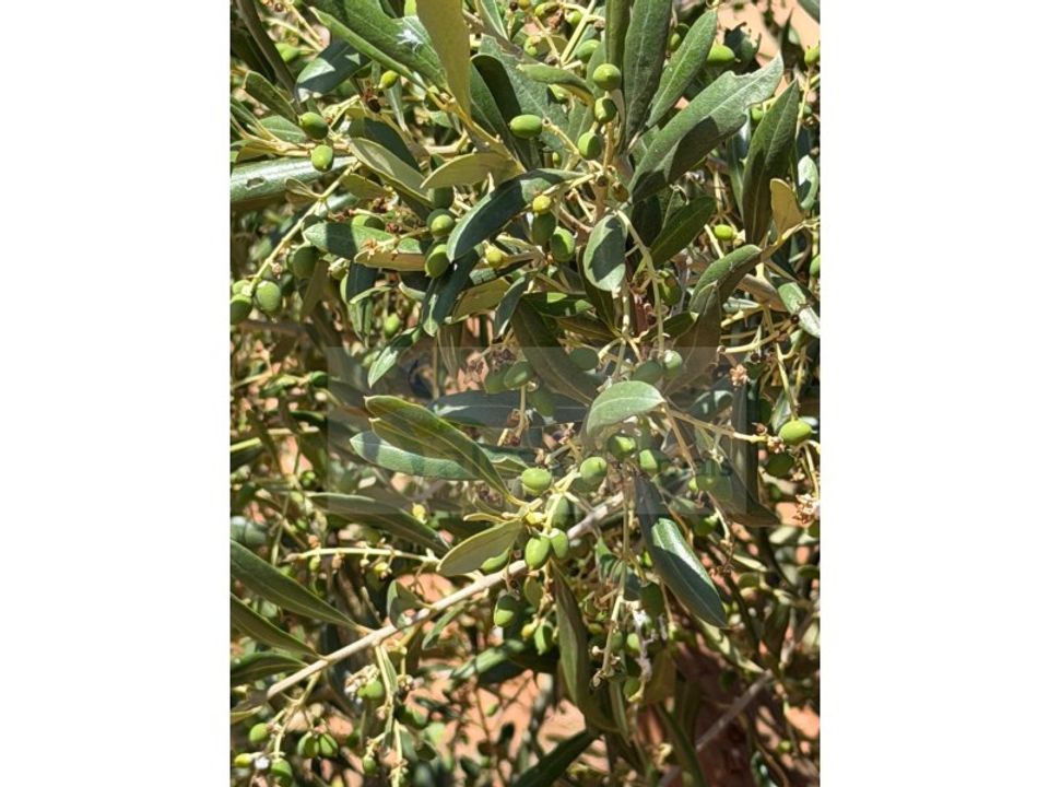 Terreno en Pias, Beja - foto 1