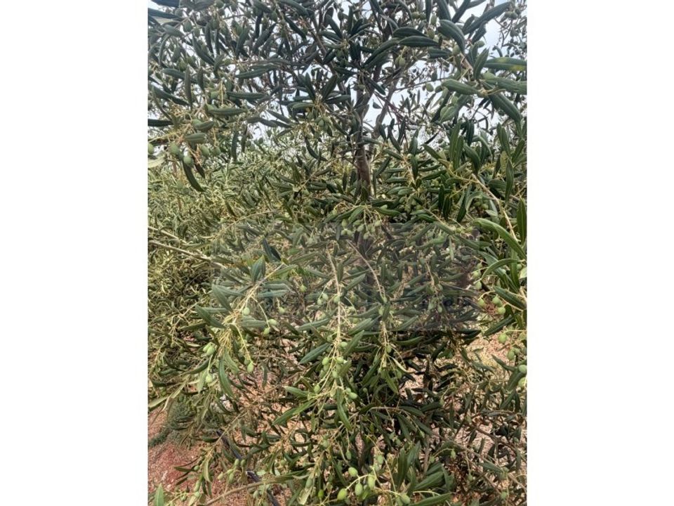 Terreno en Pias, Beja - foto 2
