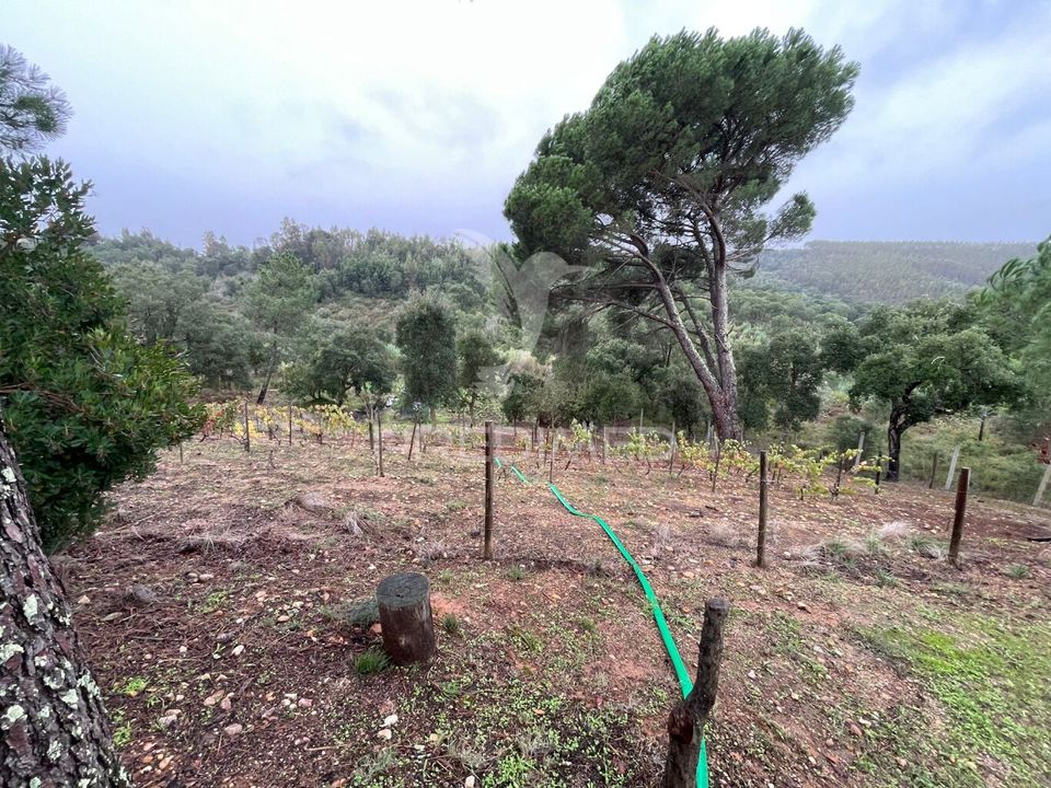 Farm hus i Abrantes, Santarem - foto 1