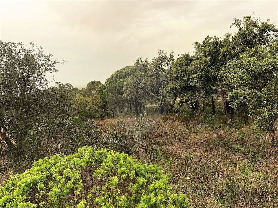 Gårdshus i Grandola, Setubal - bilde 3