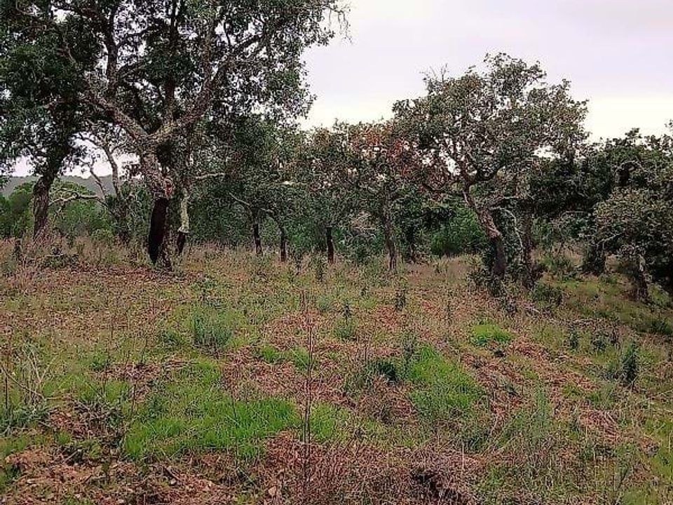 Gårdshus i Grandola, Setubal - bilde 4