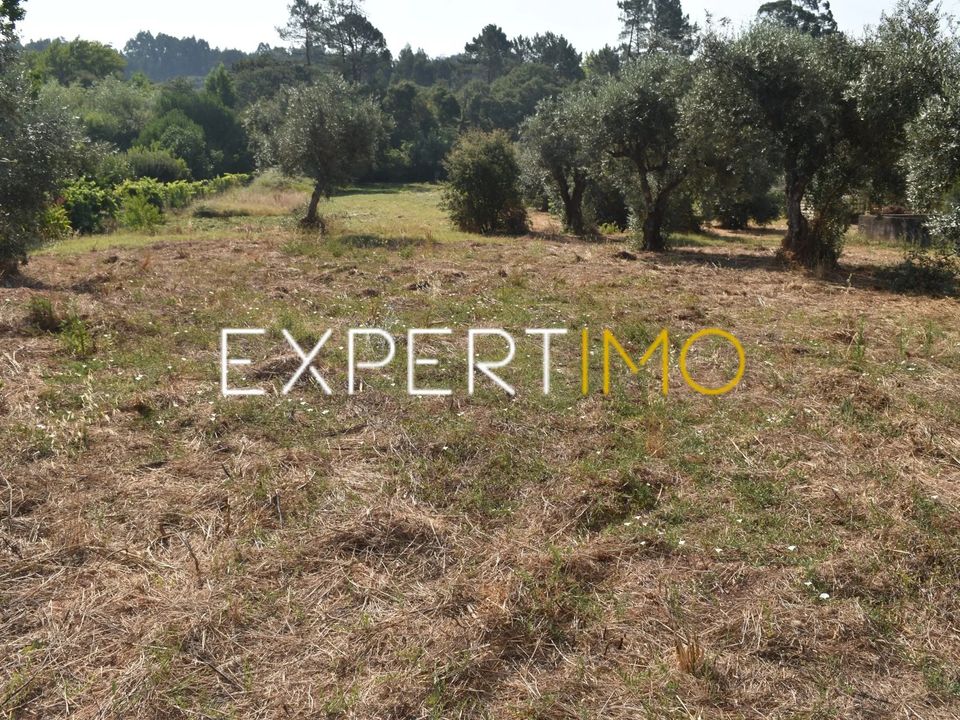 Tomt i Figueiro dos Vinhos, Leiria - bilde 1