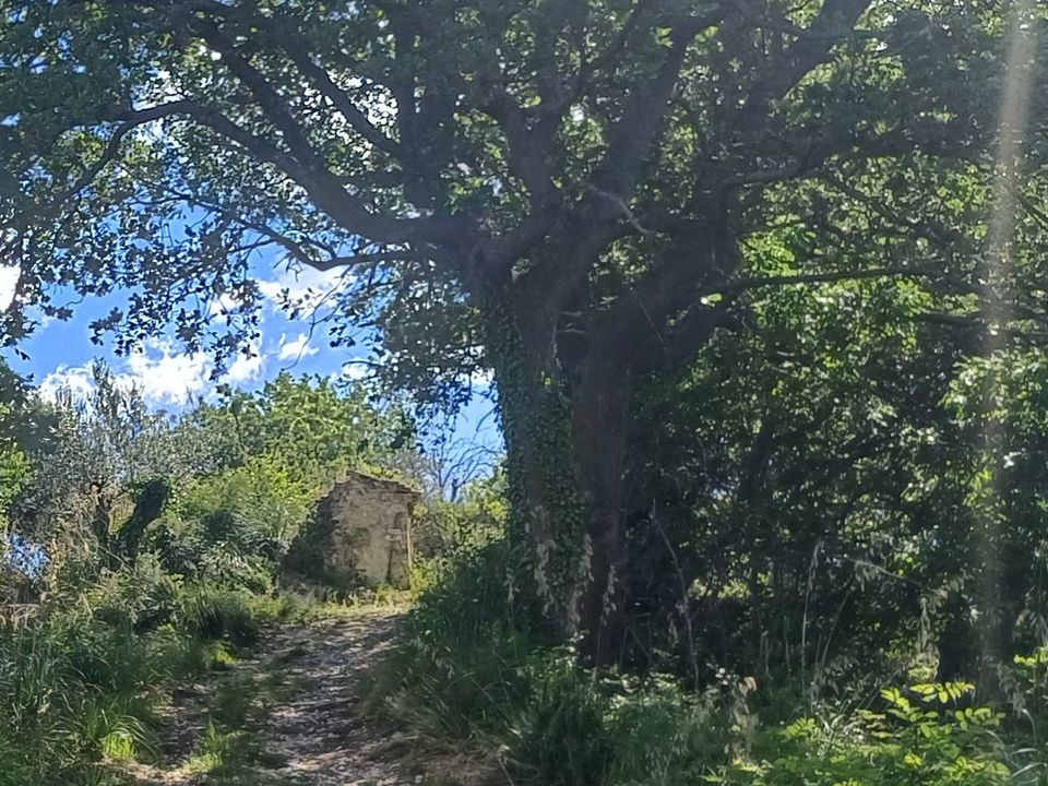 Landejendom i Massignano, Ascoli Piceno - foto 1