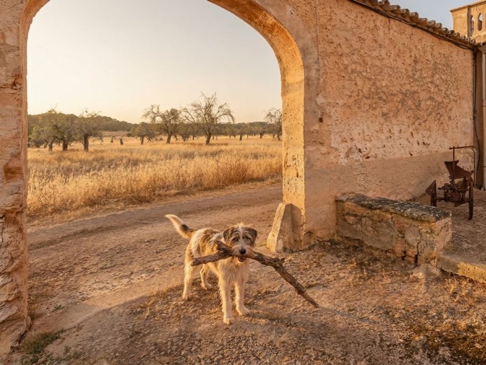 Landejendom i Algaida, Mallorca - foto 2