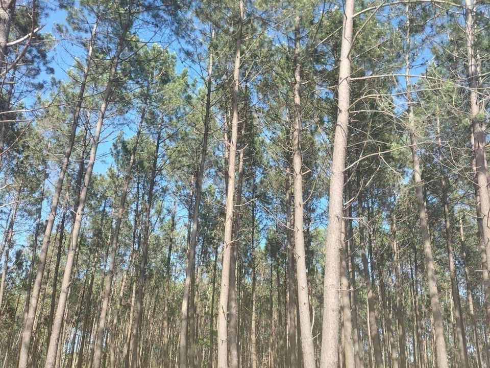 Helårsgrund i Pataias, Leiria - foto 3