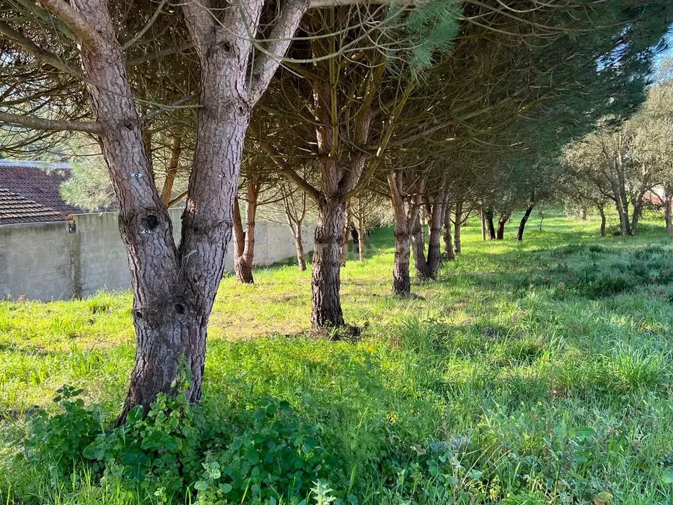 Helårsgrund i Marinha Grande, Leiria - foto 4