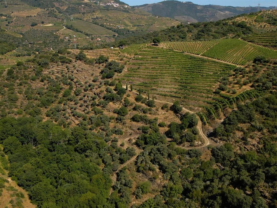 Gård i Tabuaco, Viseu - bilde 3