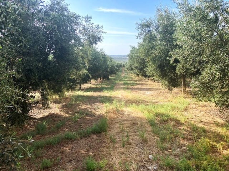 Finca a Lucena, Cordoba - foto 2