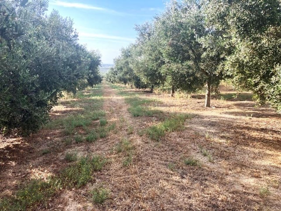 Finca a Lucena, Cordoba - foto 3