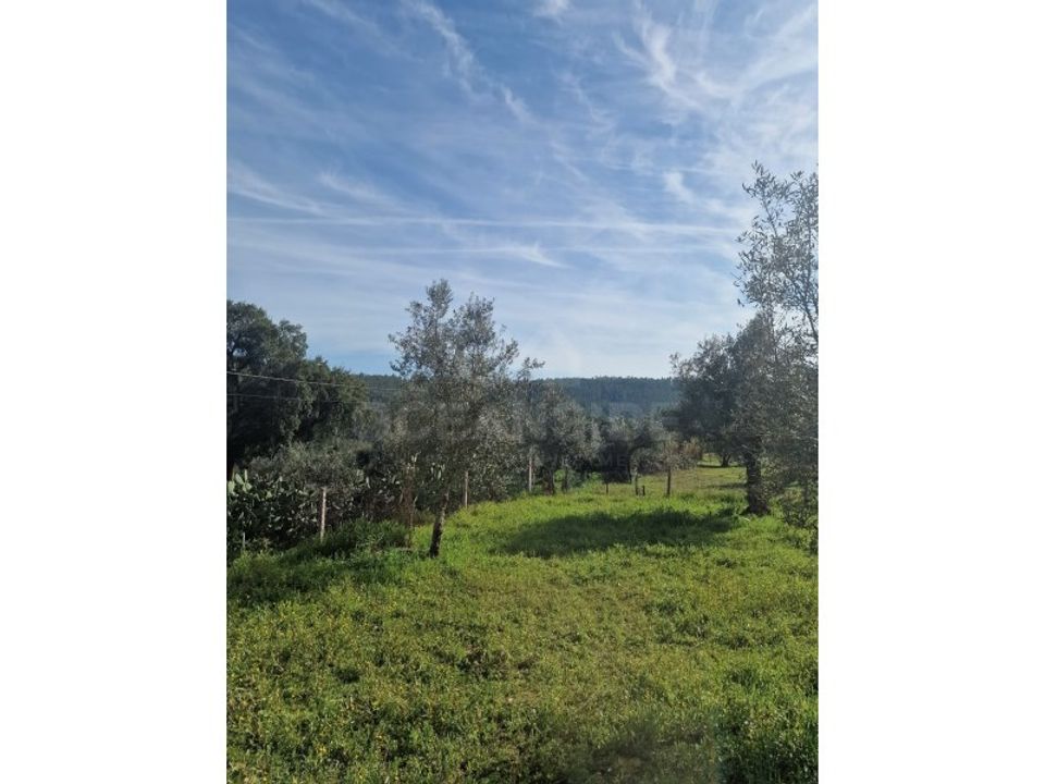 Landejendom i Abrantes, Santarem - foto 4