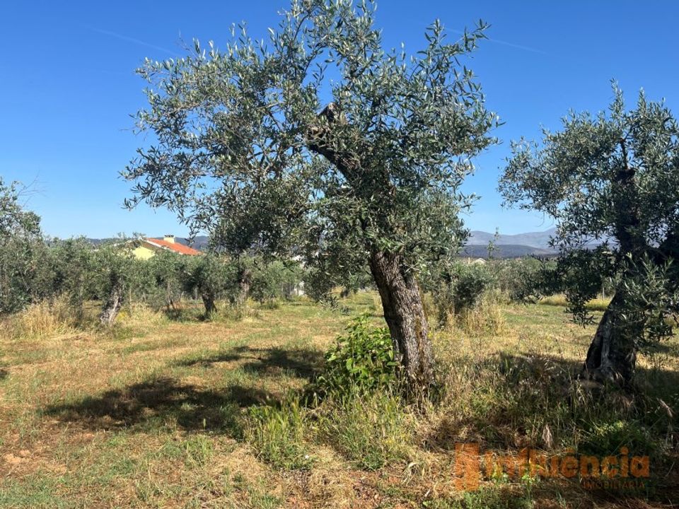 Helårsgrund i Fundao, Castelo Branco - foto 5
