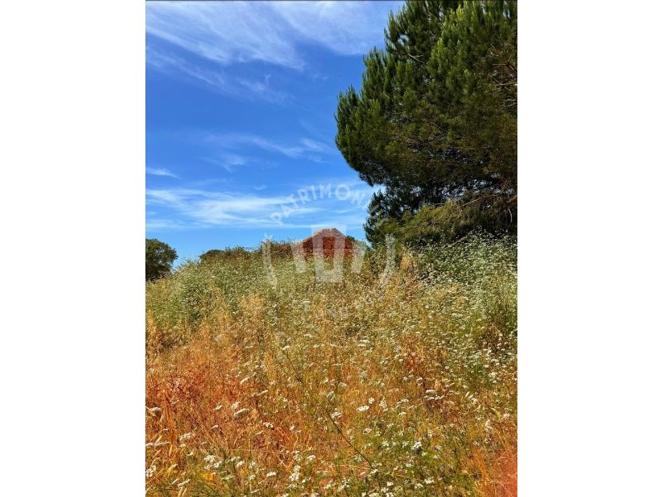 Farm i Cercal do Alentejo, Setubal - foto 3