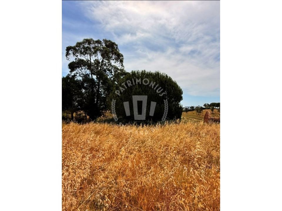 Farm i Cercal do Alentejo, Setubal - foto 5