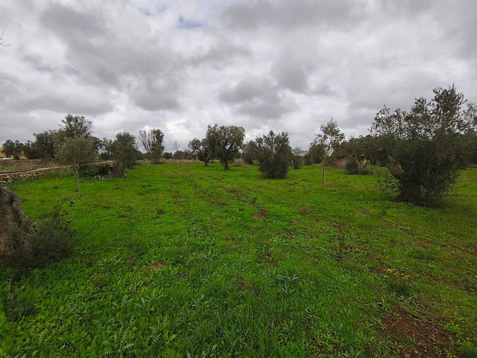 Tomt i Sannicola, Lecce - bilde 5