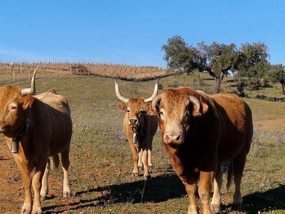 Casa de campo en Evora, Evora - foto 4