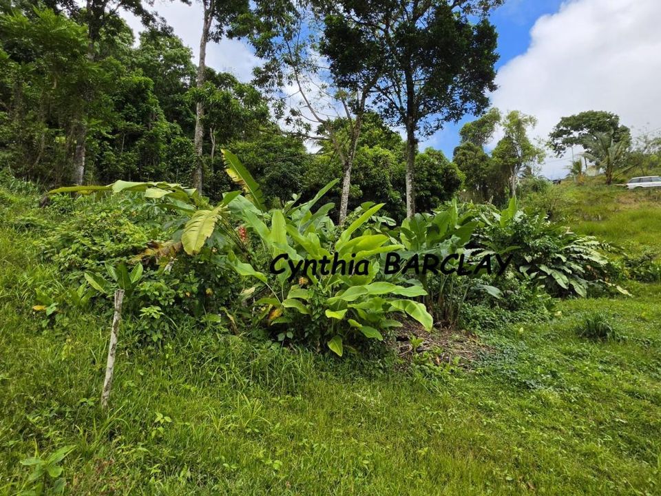 Terra em Sainte-Luce, Martinique - foto 5