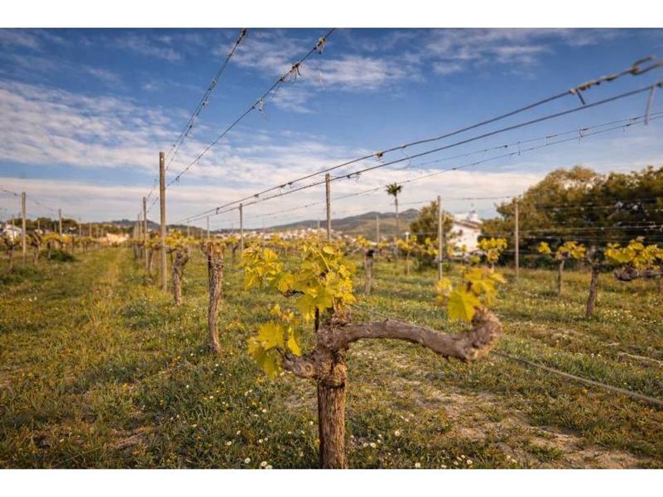 Finca i Benitachell, Alicante - foto 5