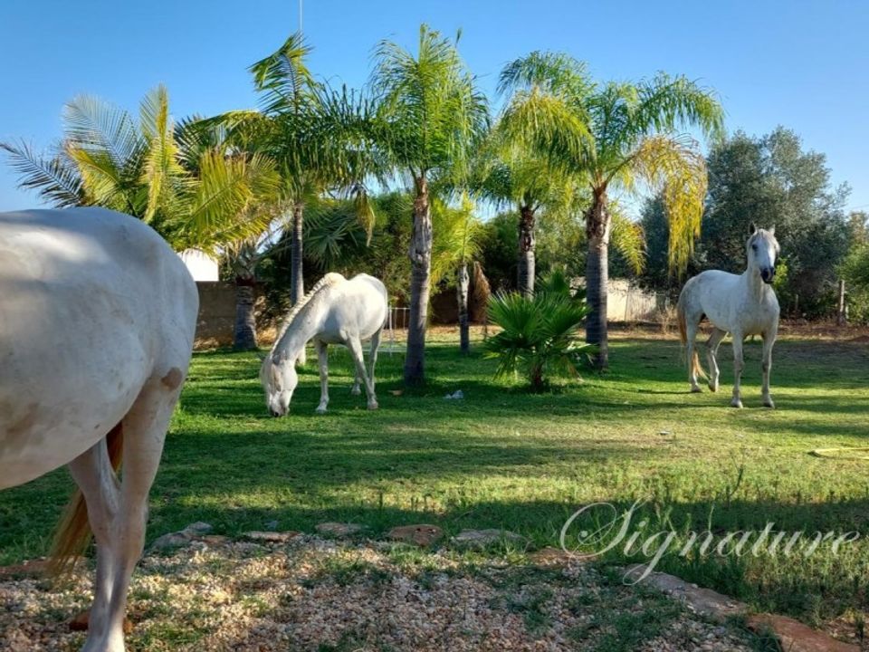 Masia a Luz de Tavira, Faro - foto 3