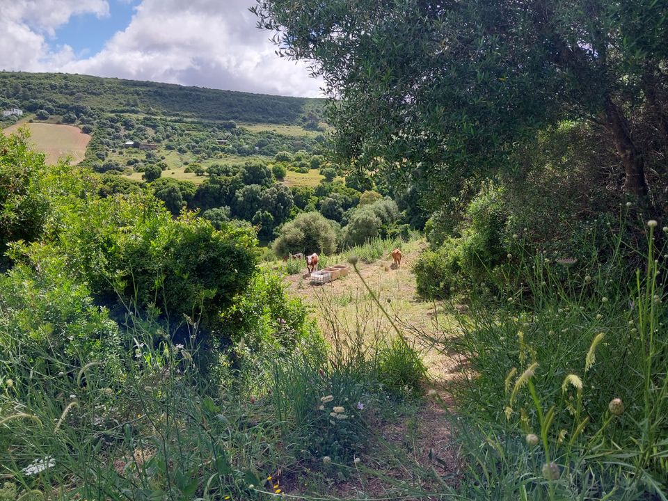 Finca i Vejer De La Frontera, Cadiz - foto 4