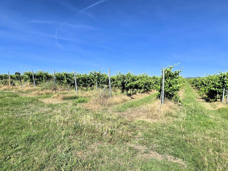 Farm i Scarlino, Grosseto - foto 2