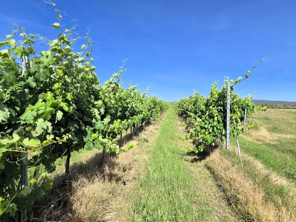 Farm i Scarlino, Grosseto - foto 4