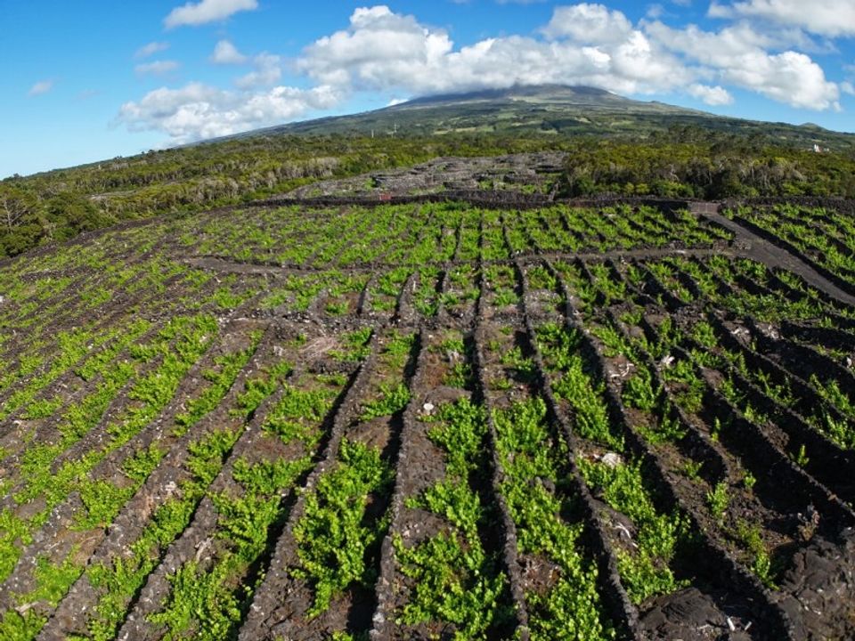 Terreno en Bandeiras, Pico - foto 4