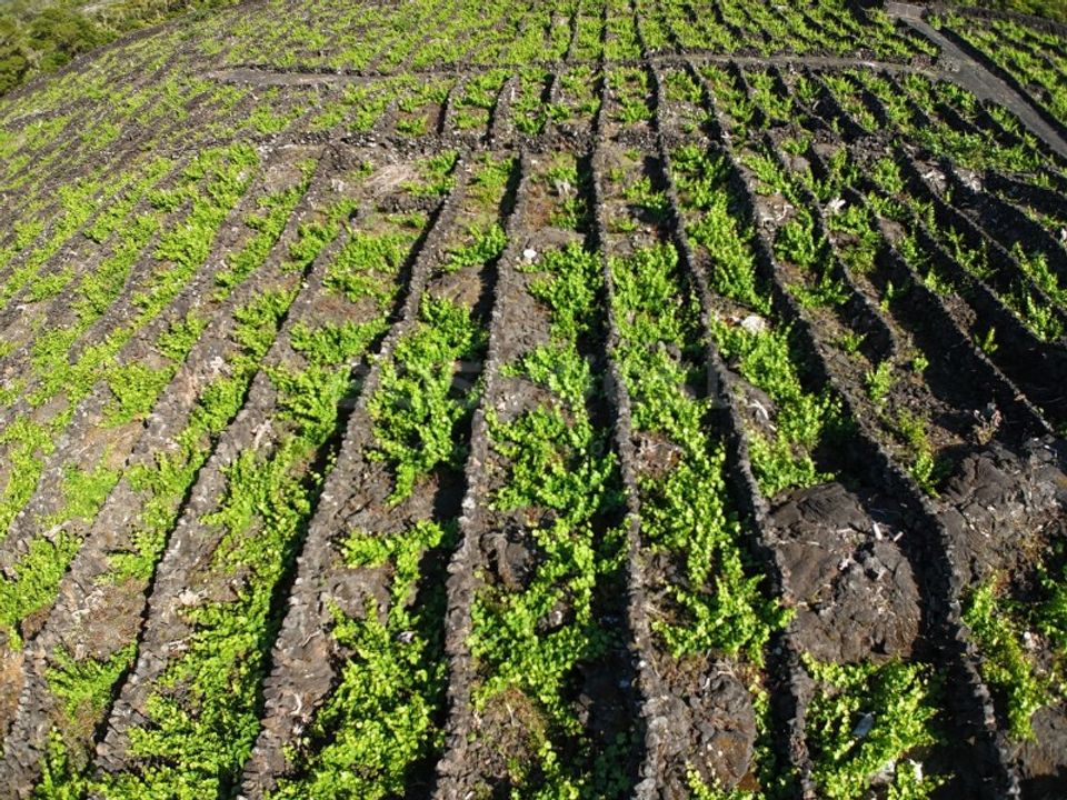 Terreno en Bandeiras, Pico - foto 5