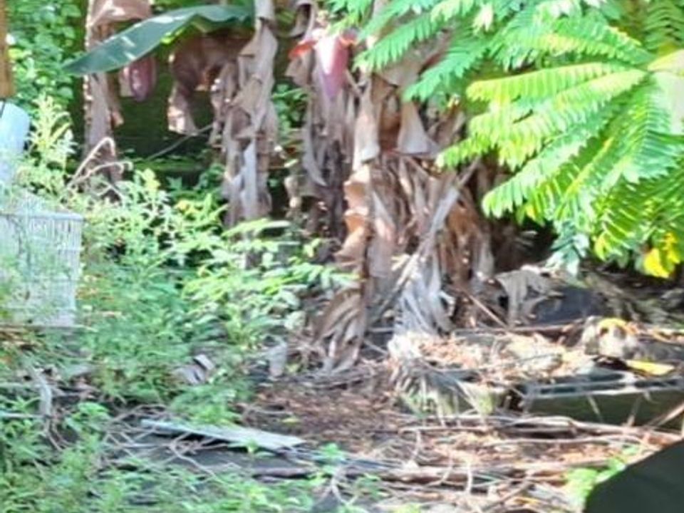 Tomt i Saint-Benoit, La Reunion - foto 2