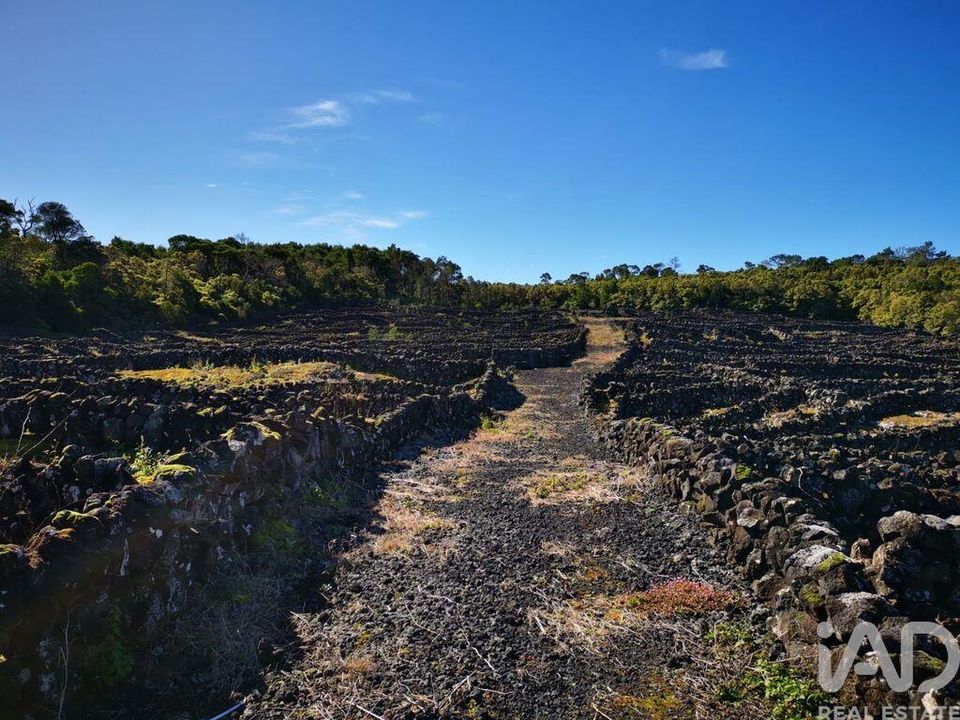 Terra a Madalena, Pico - foto 5