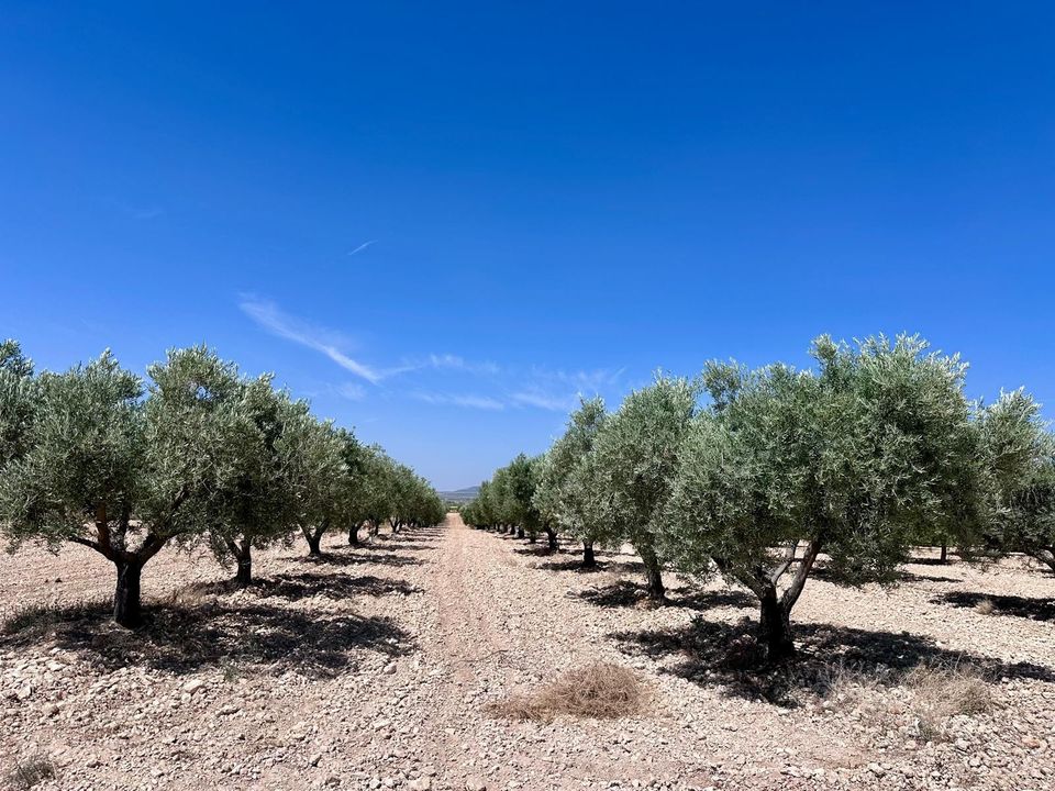 Helårsgrund i Monovar, Alicante - foto 1