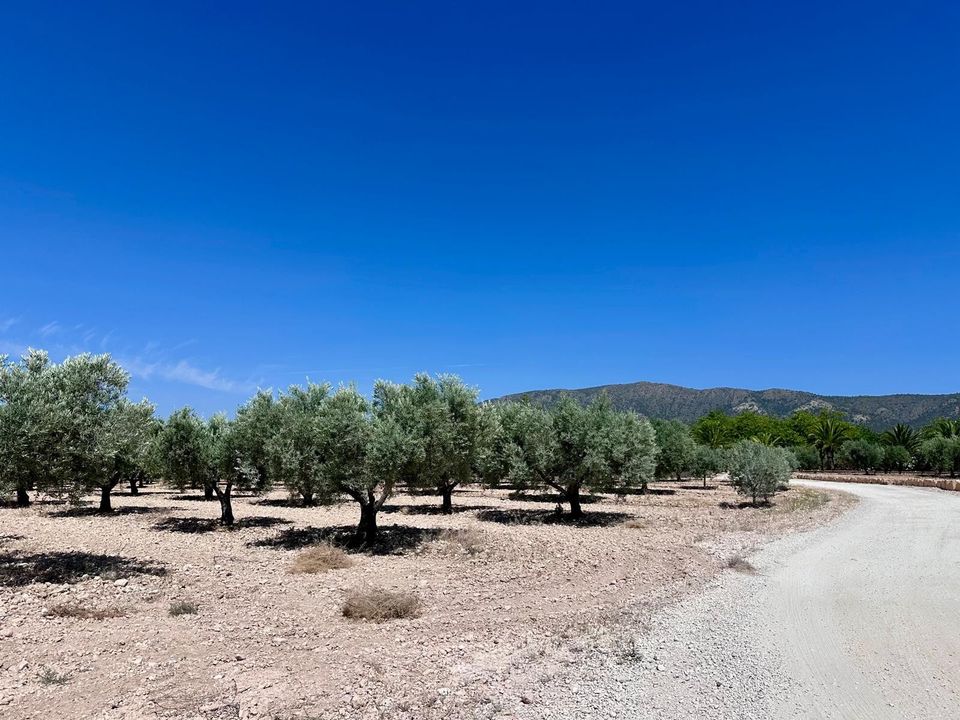 Helårsgrund i Monovar, Alicante - foto 2