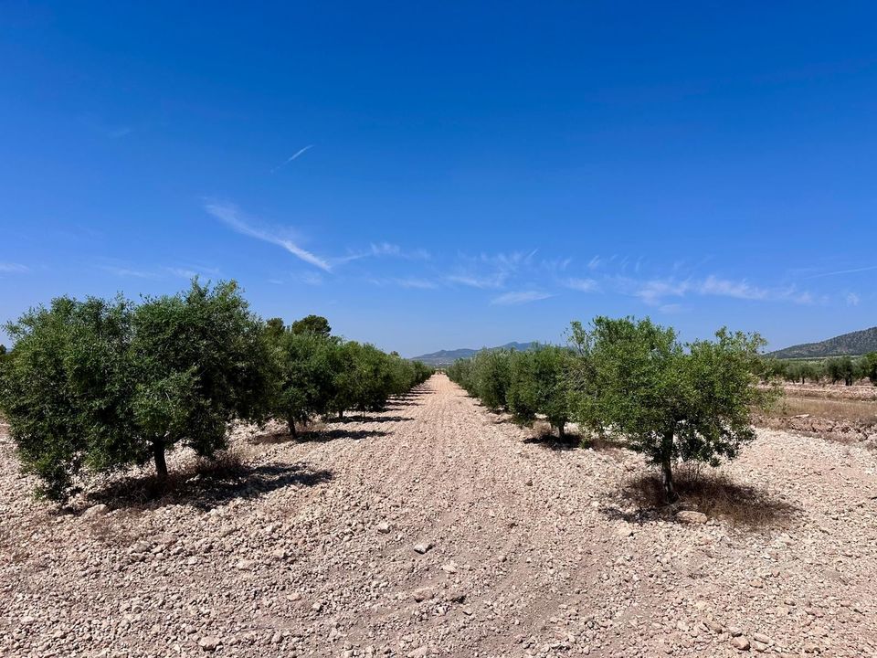 Helårsgrund i Monovar, Alicante - foto 3