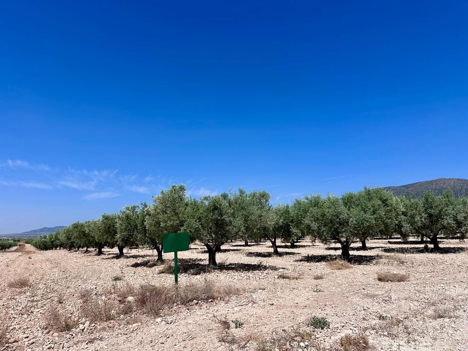 Helårsgrund i Monovar, Alicante - foto 4