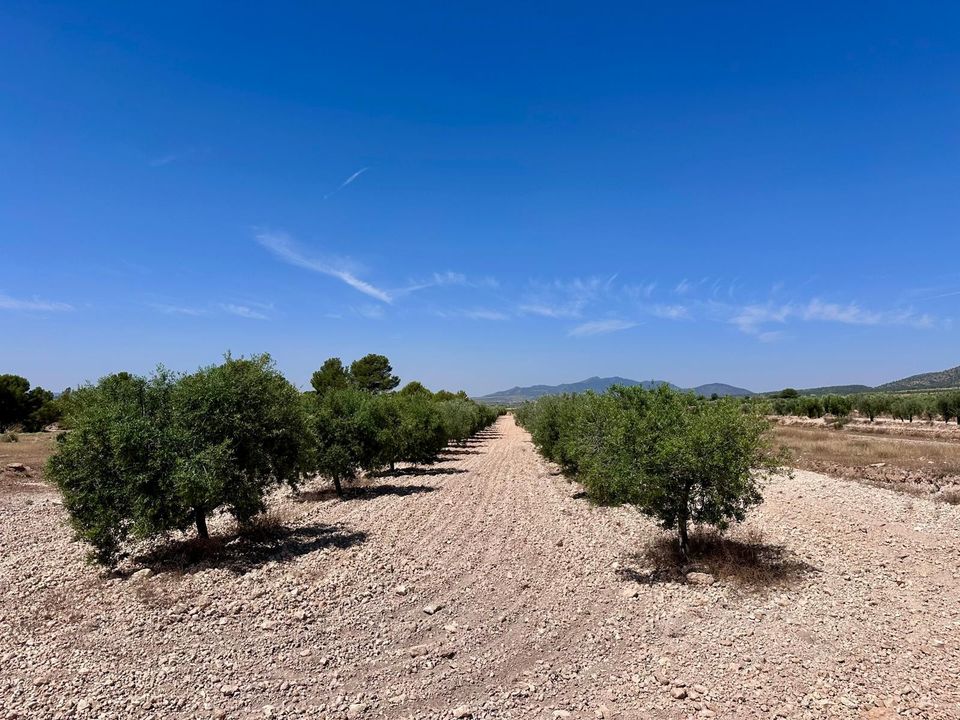 Helårsgrund i Monovar, Alicante - foto 5