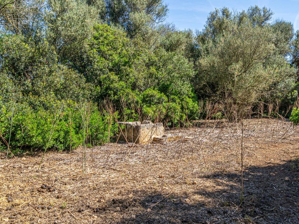 Helårsgrund i Sencelles, Mallorca - foto 4