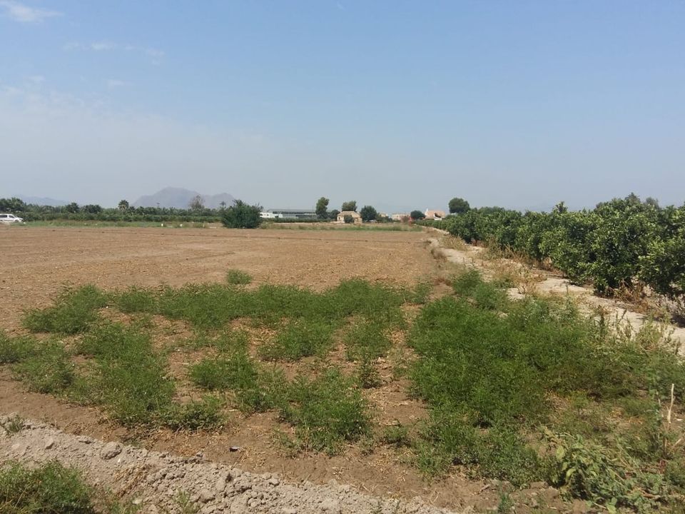 Finca i Daya Nueva, Alicante - bilde 4