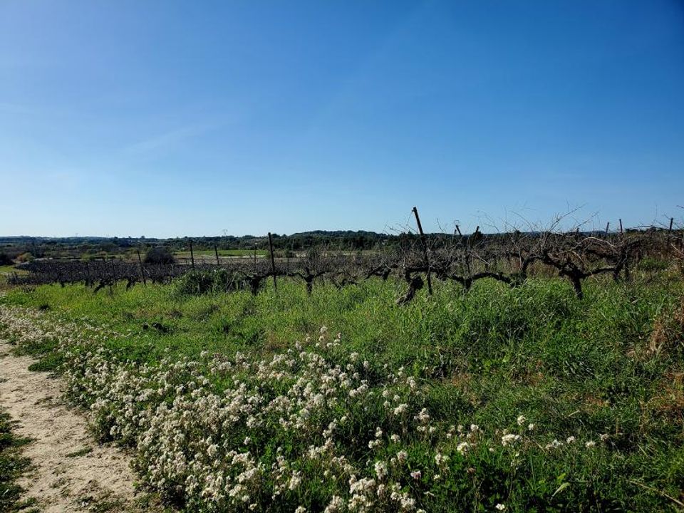 Działka: Loupian, Herault – zdjęcie 2