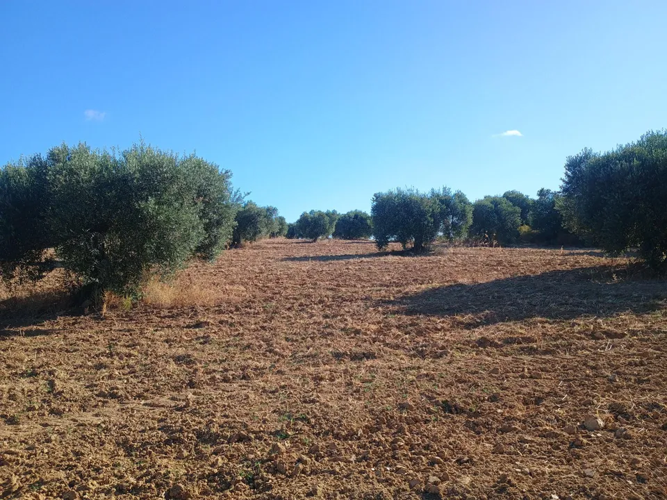 Terreno en Niebla, Huelva - foto 1