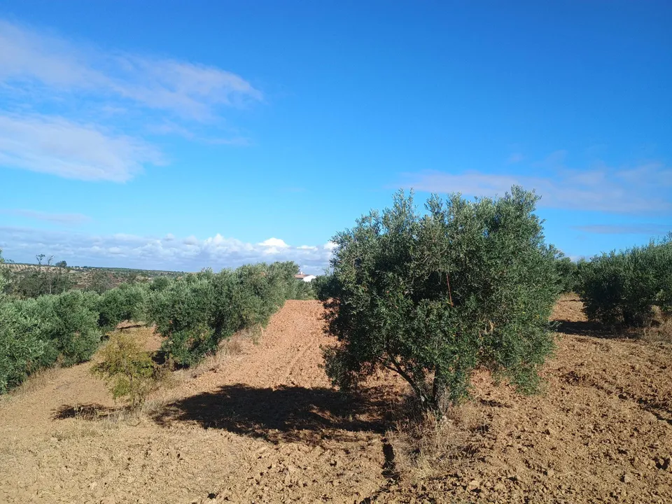Terreno en Niebla, Huelva - foto 2