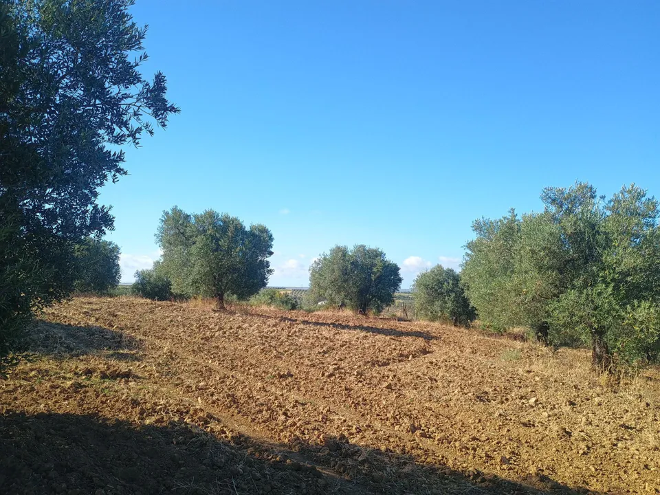Terreno en Niebla, Huelva - foto 3