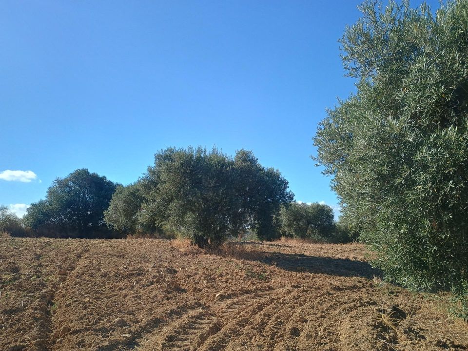Terreno en Niebla, Huelva - foto 4