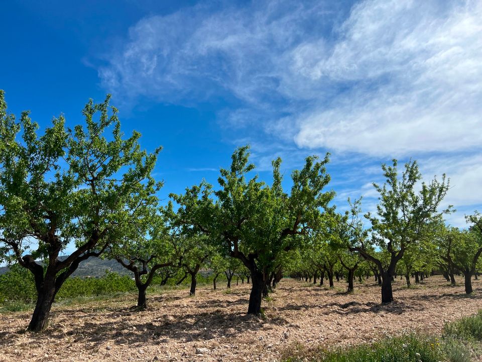 Helårsgrund i Hondon De Los Frailes, Alicante - foto 1