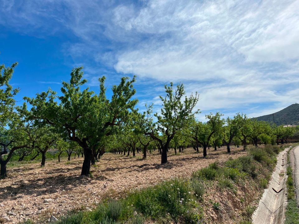 Helårsgrund i Hondon De Los Frailes, Alicante - foto 3