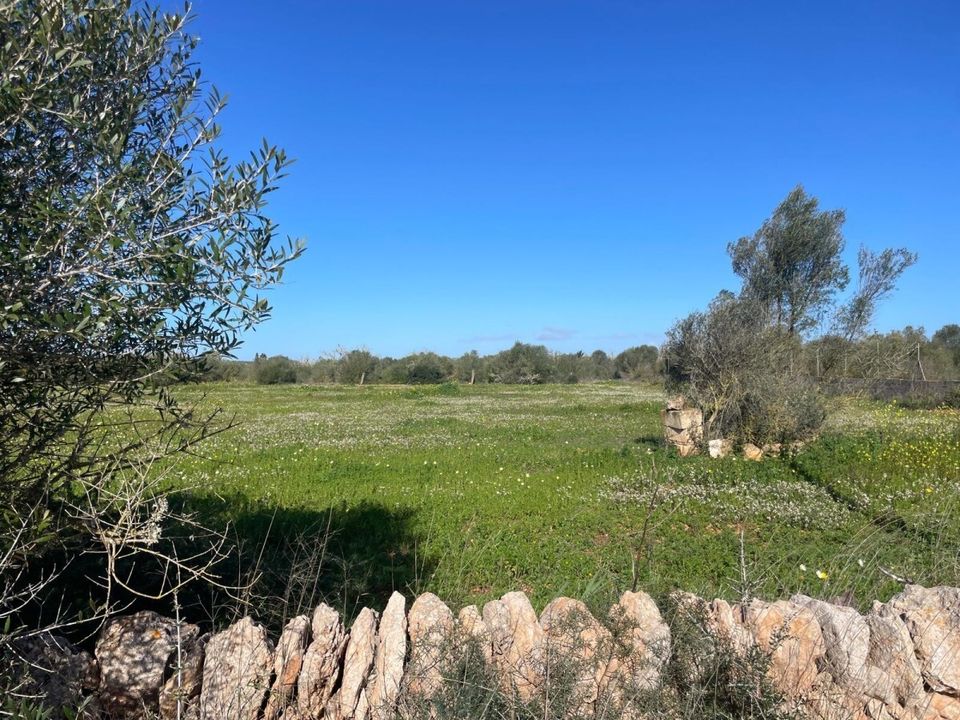 Helårsgrund i Campos, Mallorca - foto 1