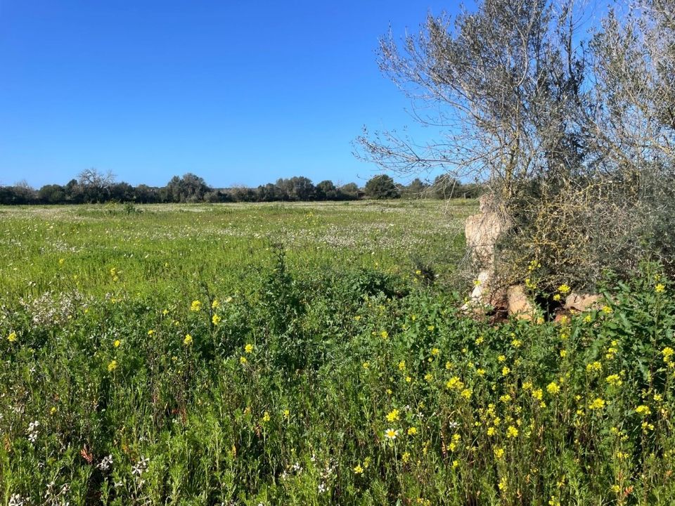 Helårsgrund i Campos, Mallorca - foto 2