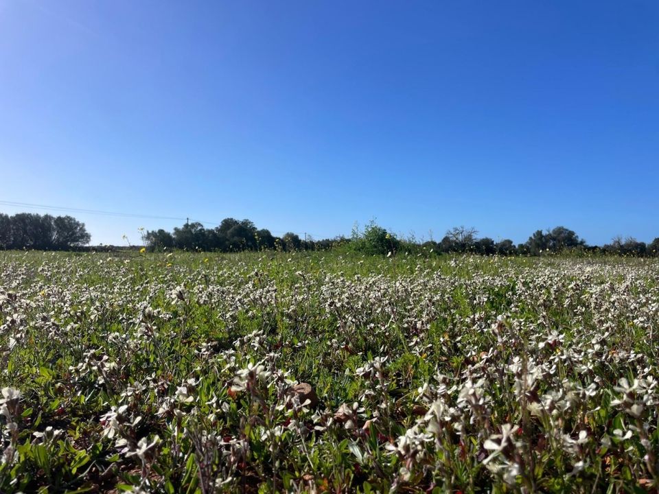 Helårsgrund i Campos, Mallorca - foto 3