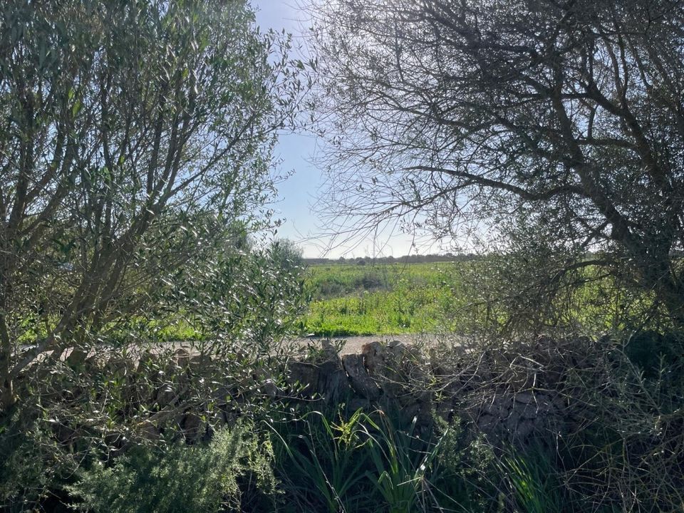 Helårsgrund i Campos, Mallorca - foto 5