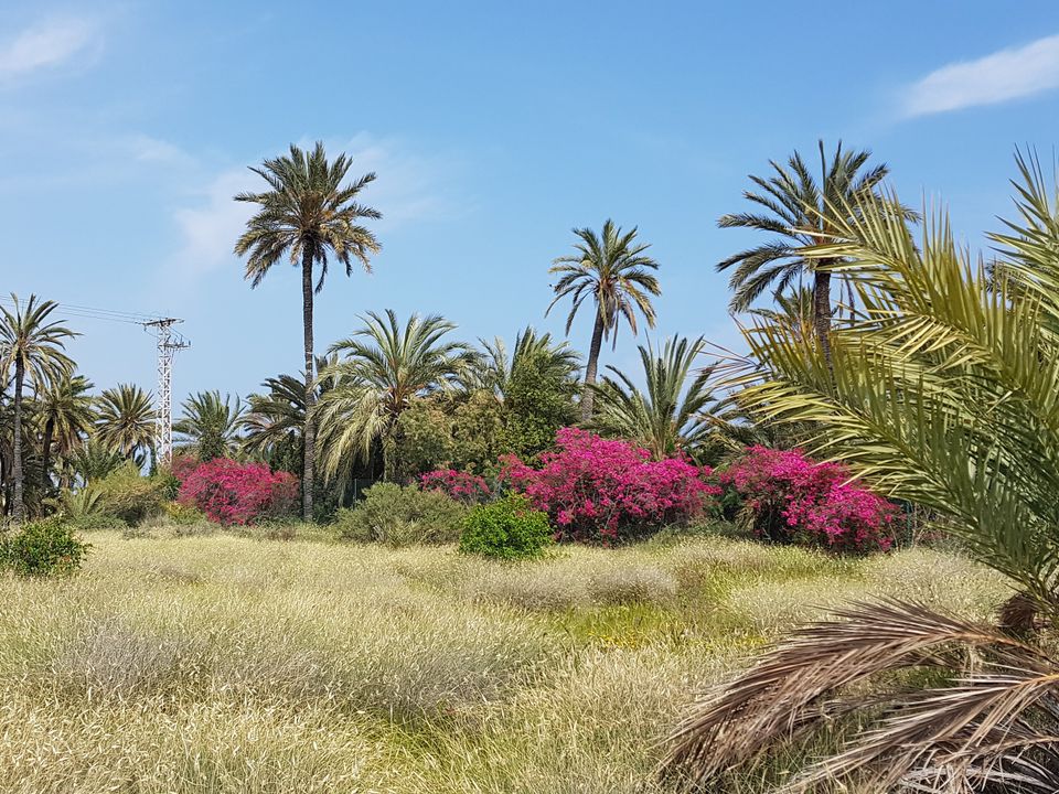 Bungalow en El Chaparral, Alicante - foto 4